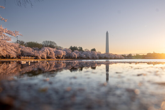 Golden Sunrise Light Illuminating Pink Cherry Blossoms at the Tidal Basin, Washington DC