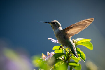 Naklejka premium Small Humming Bird Flying