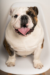 Obraz premium Closeup portrait of a cute bulldog sitting on a chair staring at the camera