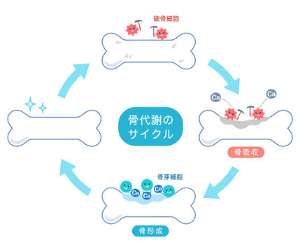 骨代謝のサイクル　骨吸収と骨形成のしくみ