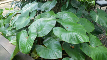 Lush cluster of large glossy tropical elephant ear leaves in a garden bed beside walkway, vibrant green foliage background, natural light. © Adipra