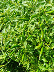 Fototapeta premium fresh green pepper in the vegetable garden