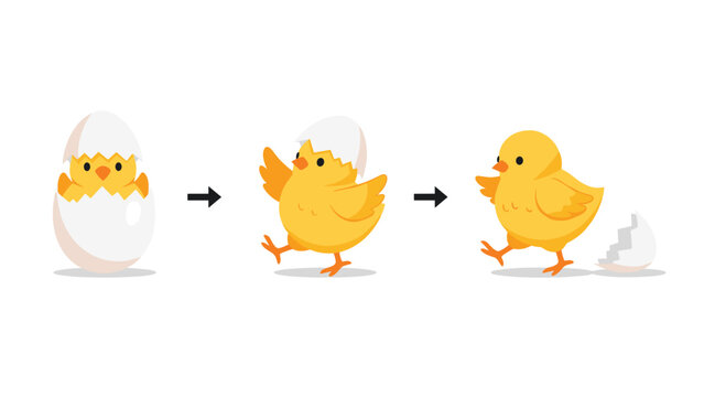 Three step illustration showing a cute yellow chick hatching from a white egg and successfully walking away from the shell.
