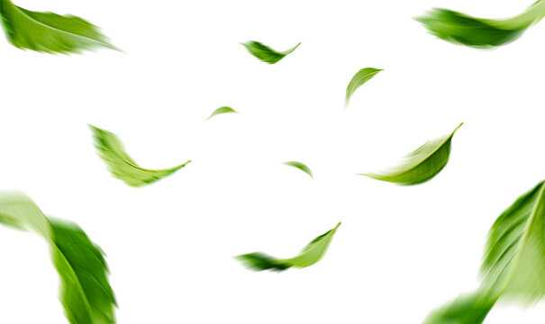 Green Floating Leaves Flying Leaves Green Leaf Dancing, Air Purifier Atmosphere Simple Main Picture.