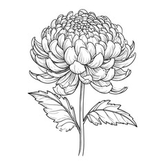 Fototapeta premium A detailed line drawing of a large flower with leaves