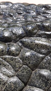 Extreme Close Up of Saltwater Crocodile Eye and Scaly Skin Texture