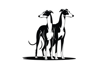 Obraz premium Black and white greyhound dogs standing together side by side black and white dogs sleek
