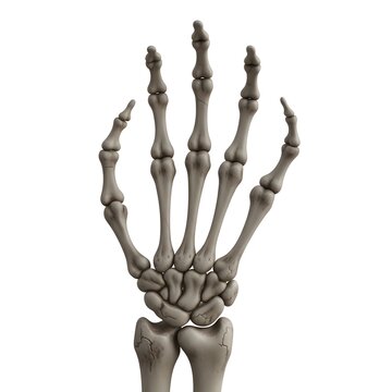 Human hand skeleton structure