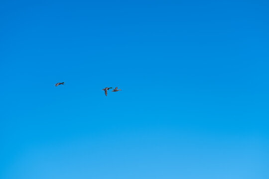 Blue sky hosts flying migrating ducks. Serene scene of ducks soaring through clear winter sky. Tranquil portrayal of flock of migrating ducks under vast winter sky