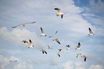 Fototapeta premium Sea gull bird. Fauna and nature. Gull bird observing the water. Sea gull with beak and feather. Laughing Gull. Seagull flight. Seagull sitting outdoor. Laughing seagull at the sea. Seagull near water