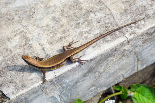 A Garden Lizard is sunning itself on a cracked gray concrete surface. Its slender body with shiny golden brown scales is characteristic for absorbing the sun's heat.