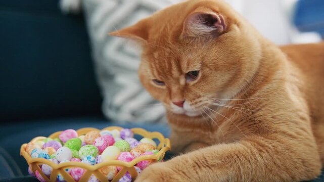 An orange tabby cat curiously sniffs a basket of colorful candies. The cat's focused gaze shows interest, not hunger. Soft lighting highlights its fur and the vibrant sweets. Perfect for holiday, pet