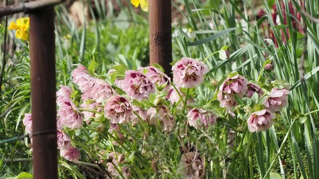 Large clump of double pink hellebore with spots in a springtime garden.