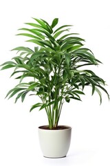 Fototapeta premium Tropical tree plant in home arecaceae planter pottery.