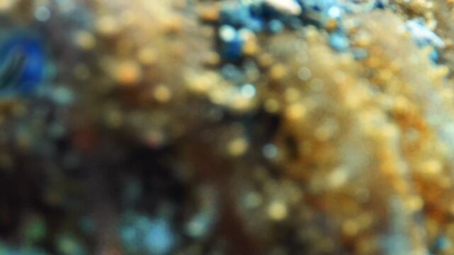 Super macro tilt up from cuttlefish tentacles to focus on its eyes in the sand