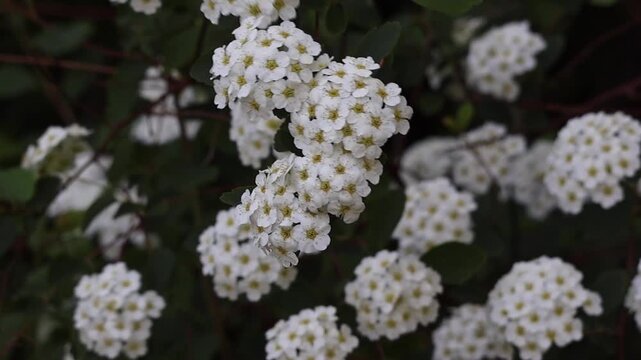 White spiraea flowers with yellow centers blooming in clusters on a green shrub