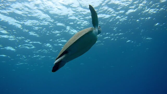 Low angle shot of a green sea turtle swimming slowly to the surface.