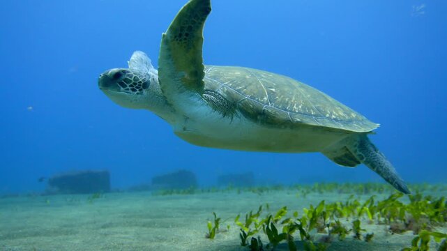 Green sea turtle swims up from the seabed with an outfall pipe in the background