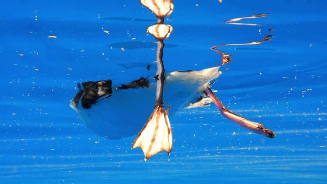 Cory's shearwater webbed feet paddling slowly on the ocean surface