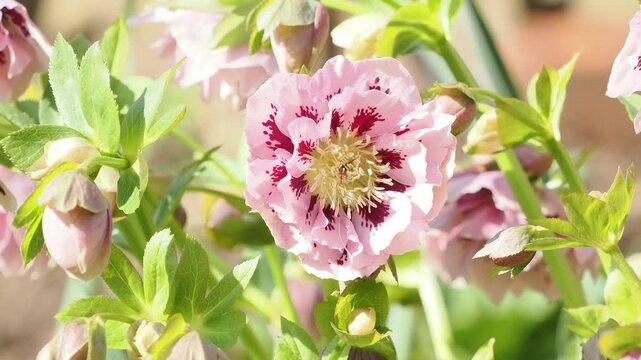 Double pink hellebore with spots close-up in spring