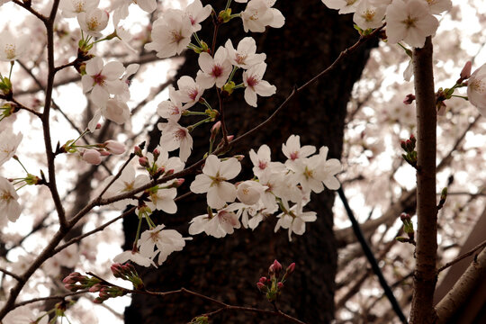Close-up of beautiful cherry blossoms, or sakura flowers, in full bloom on tree branches, showcasing their delicate pink and white petals against a softly blurred background. Perfect for themes of spr