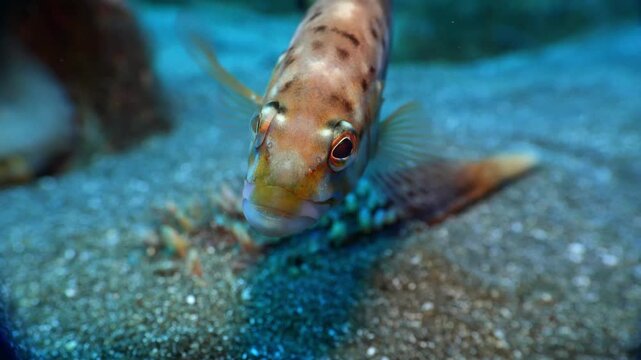 Blacktail comber fish swims from seagrass toward camera with shallow depth of field