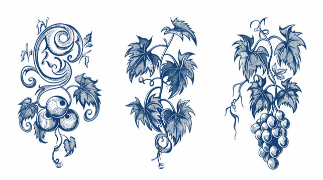 Three blue-toned grape vine illustrations, each with leaves and fruit on white