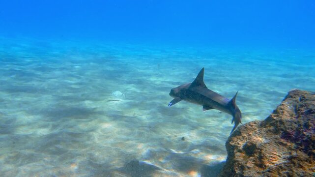 Juvenile smooth-hound shark swims past the camera over a rocky and sandy bottom