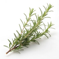 Fototapeta premium Fresh rosemary sprig isolated on white background, aromatic herb branch, organic seasoning ingredient, culinary herb for cooking, natural food concept
