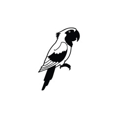 Fototapeta premium Black and white parrot silhouette standing on one leg bird animal