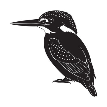 Black and white kingfisher bird illustration on transparent background
