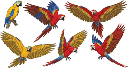 Obraz premium Vector set of colorful macaw parrots in flying and perching poses for tropical nature travel wildlife conservation and exotic bird education projects.