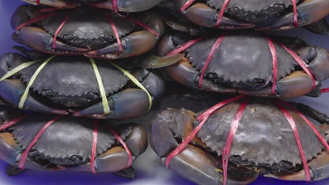 Close up of fresh live mud crabs stacked together at a seafood market. The crustaceans are tied with colorful red and yellow plastic ribbons to secure their claws. High quality seafood ingredient.