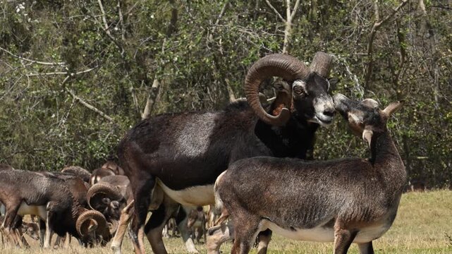 European Mouflon mating with its partner