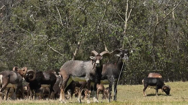 European Mouflon drinking water from a tap