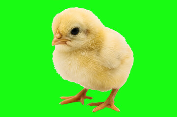 Obraz premium Cute Yellow Baby Chick on Green Screen Background