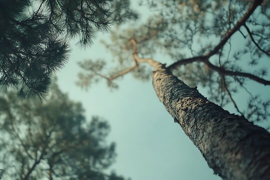 Focus on a majestic pine tree trunk reaching the blue sky