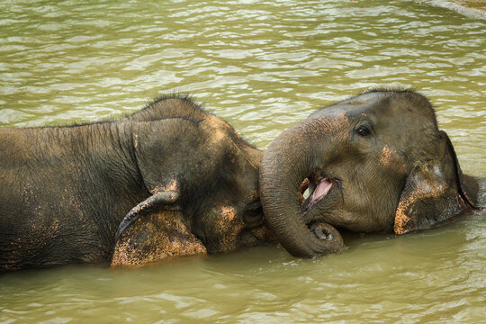 Young Asian elephant playfully opening its mouth while resting against an adult elephant during a calm river bath in Thailand