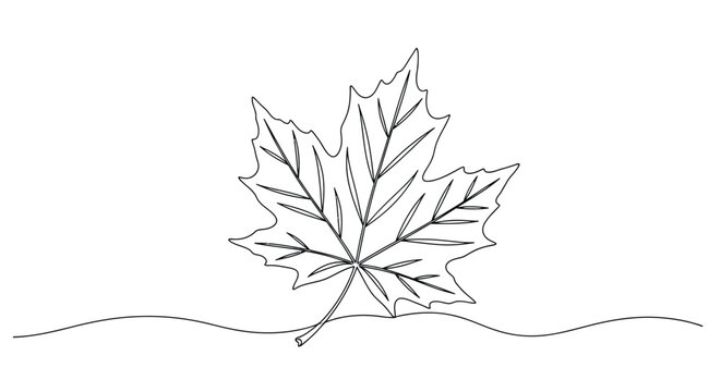 Single maple leaf on ground in continuous line art drawing style