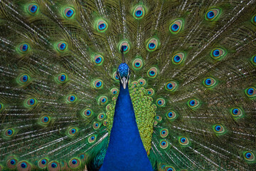 Obraz premium peacock with feathers out