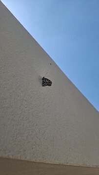 Dione moneta (Espejito Mexicano)