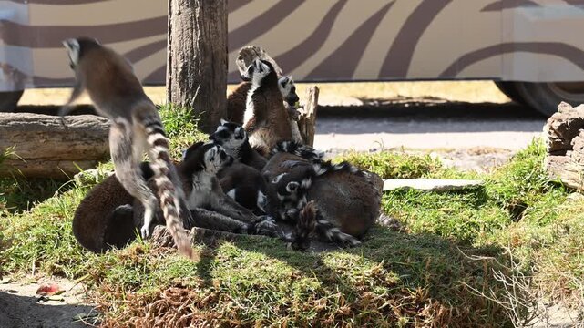 group of lemurs living together in their habitat.