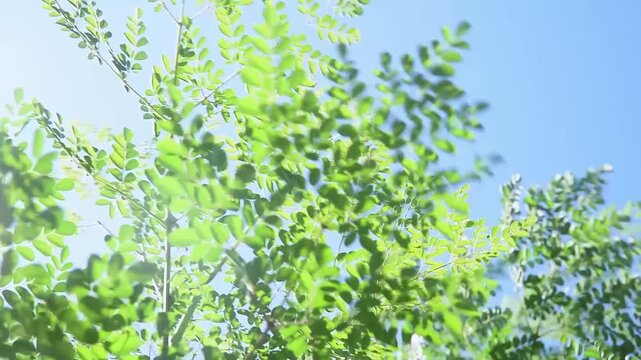 Cinematic view of Moringa oleifera leaves gently swaying in the wind against a clear blue sky. Fresh green foliage moves naturally, creating a calming and organic visual.