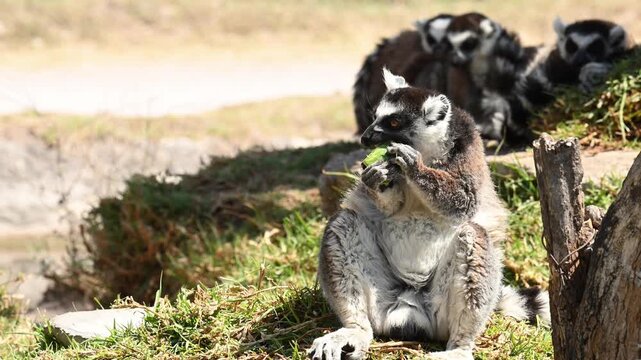 lemur eating watermelon with its hands