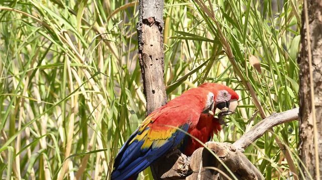 pair of macaws eating peanuts