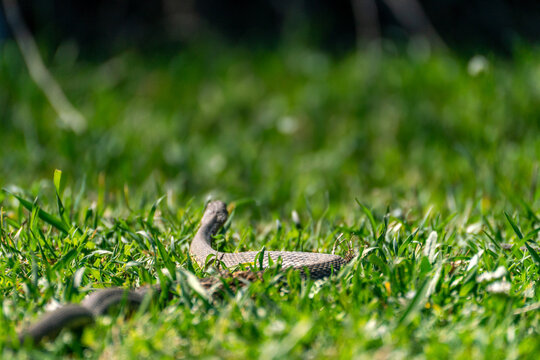 A Caspian whipsnake (Dolichophis caspius) slithers through green grass. Known for its speed and defensive, sometimes aggressive, nature when cornered, this large non-venomous snake.