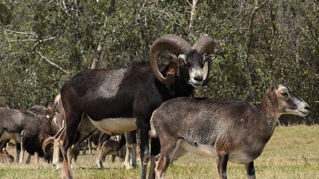 Pair of European Moufloun sheep preparing for mating