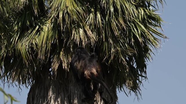 Spider monkey mother carrying her baby on her tail.