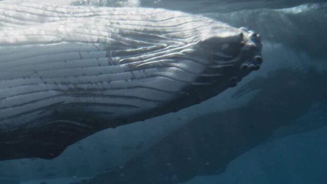 Humpback Whale Underwater Ventral Pleats Closeup