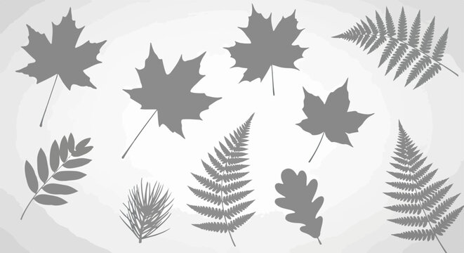 Colecci&oacute;n de siluetas de hojas de &aacute;rboles y plantas como arce, helecho y roble en tonos grises sobre un fondo claro minimalista y elegante para dise&ntilde;o.
